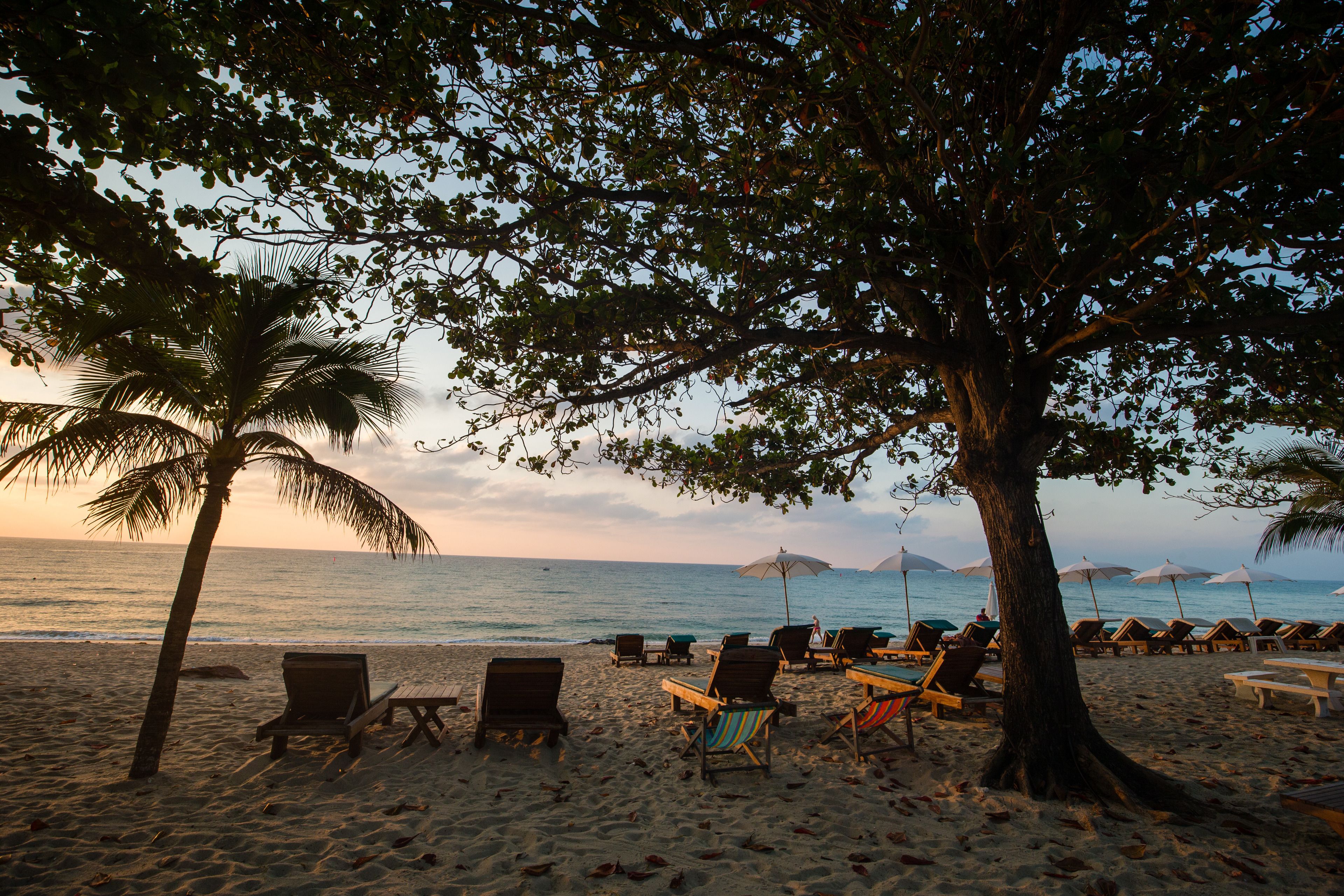 A beach with lounge chairs and umbrellas under a large tree.