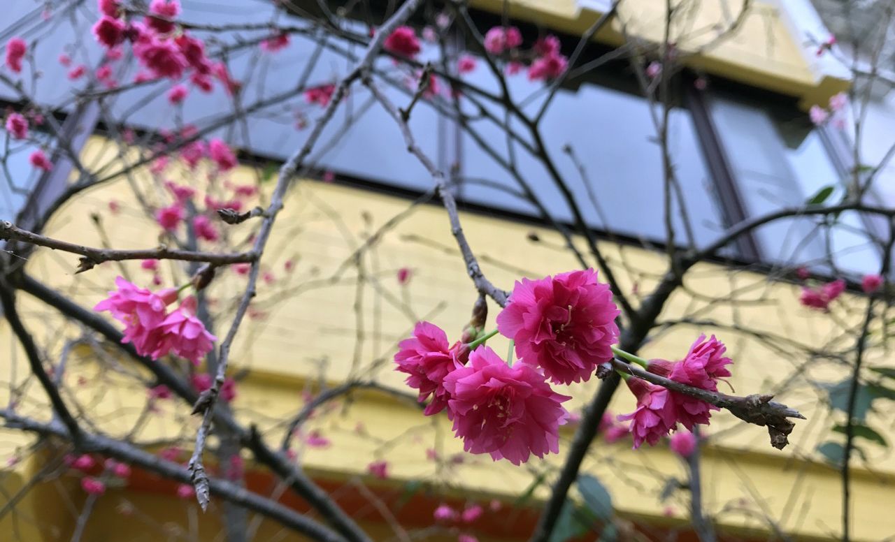 A building with a yellow facade and pink flowers in front.