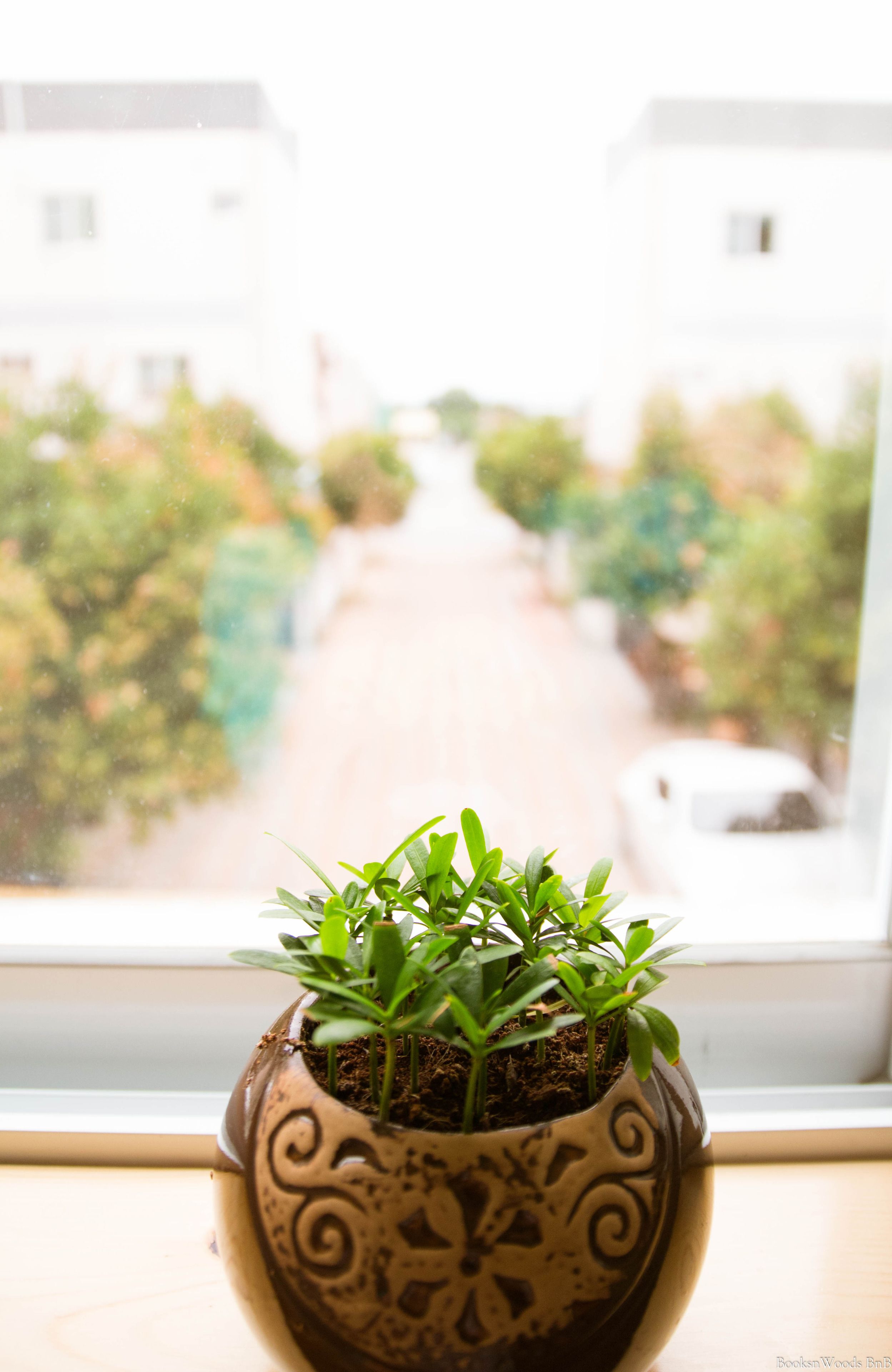 A potted plant on a windowsill with a view of a residential street.