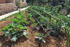 Garden - Geraniotis Villa (Platanias)