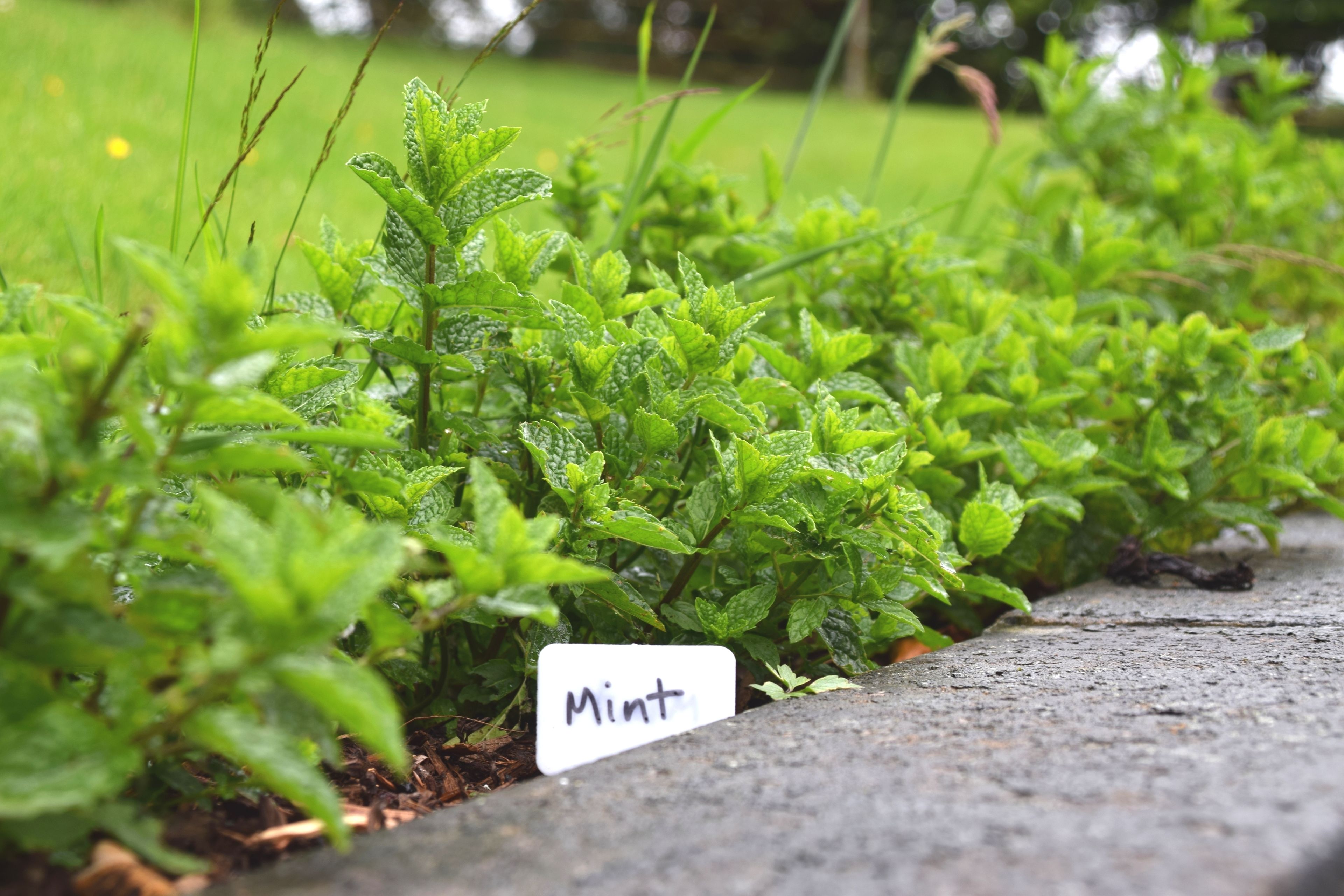 A garden bed with mint plants and a label that reads "Mint".