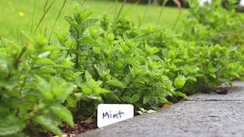 A garden bed with mint plants and a label that reads "Mint".