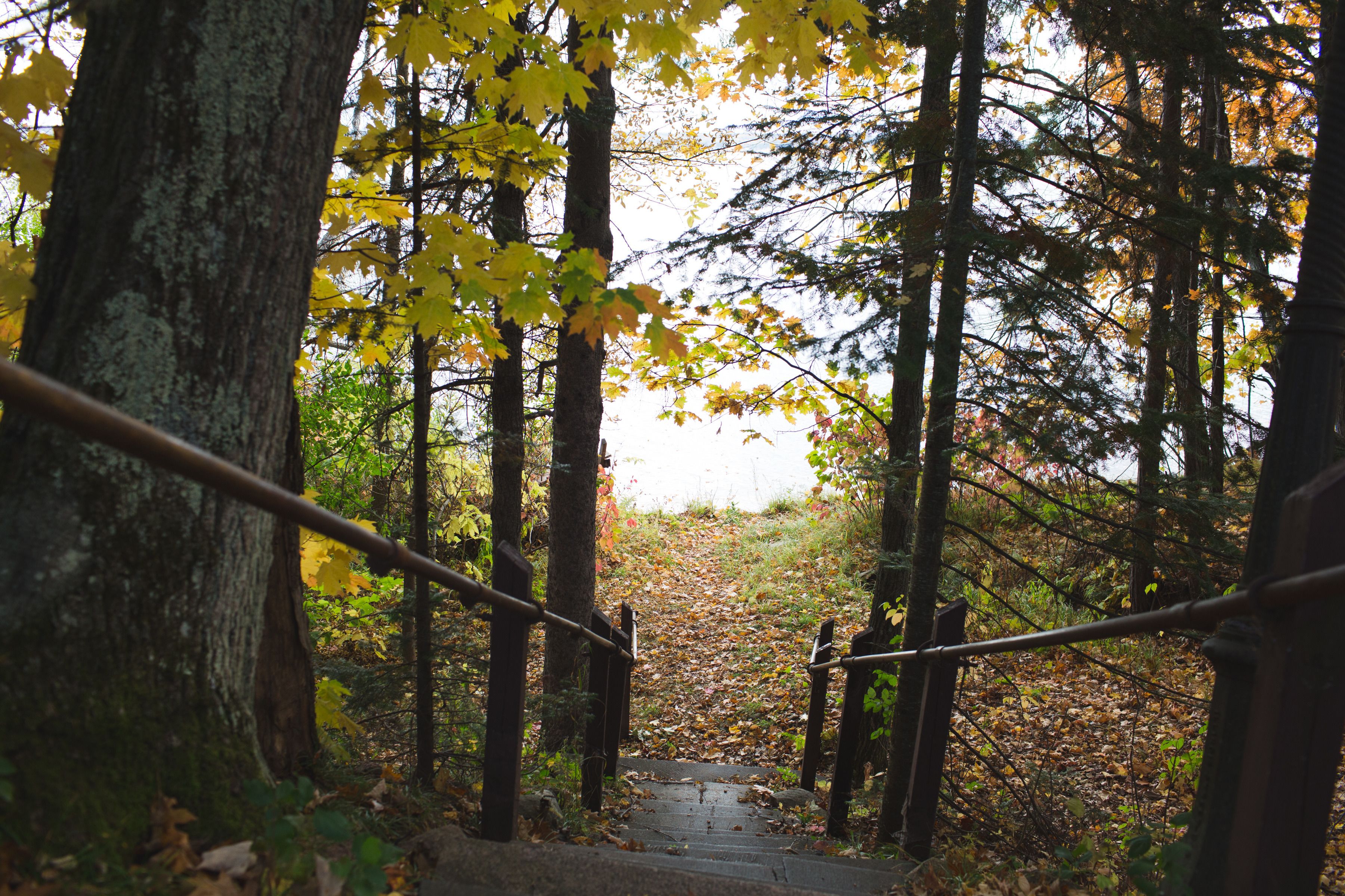 A wooden staircase surrounded by trees with autumn leaves.