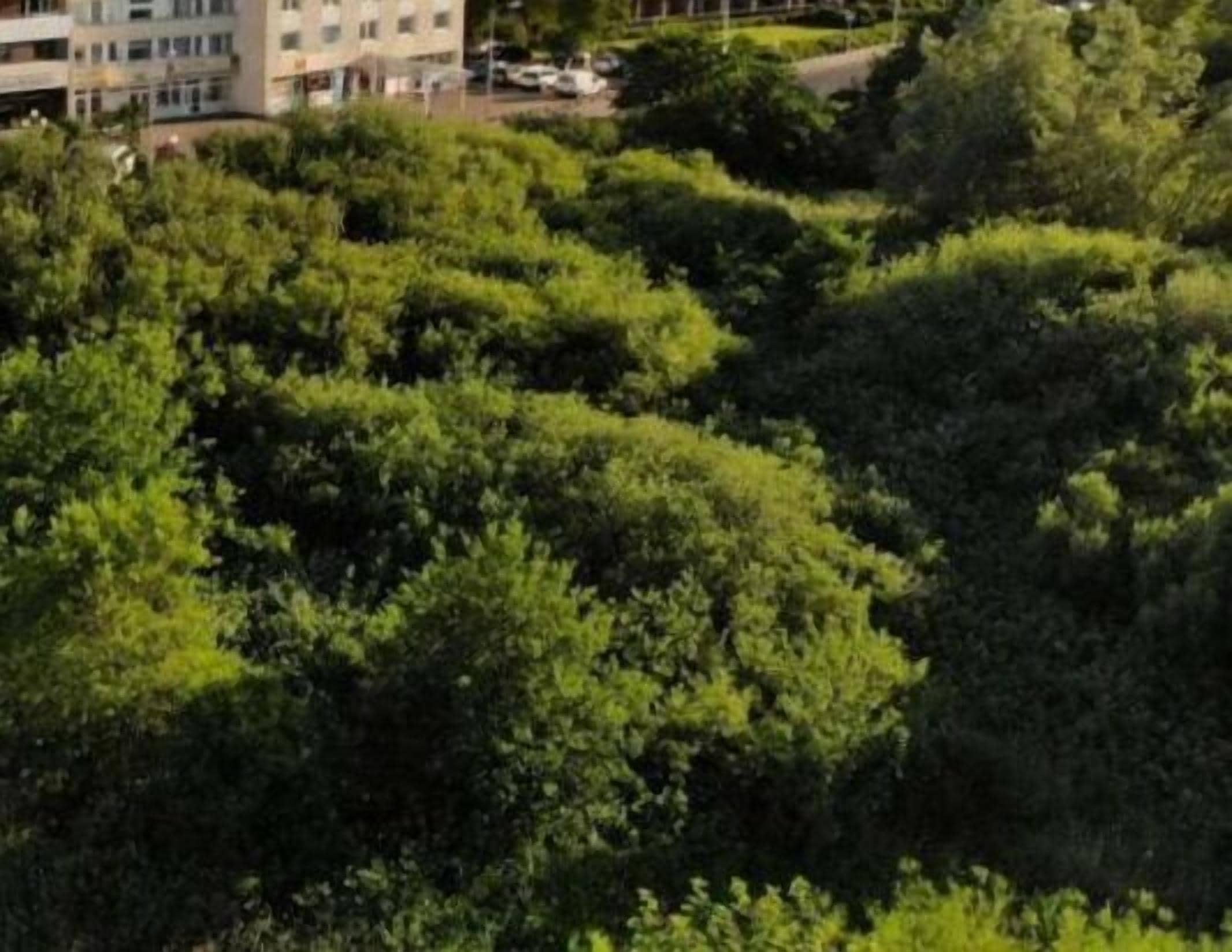 A multi-story building surrounded by dense greenery.
