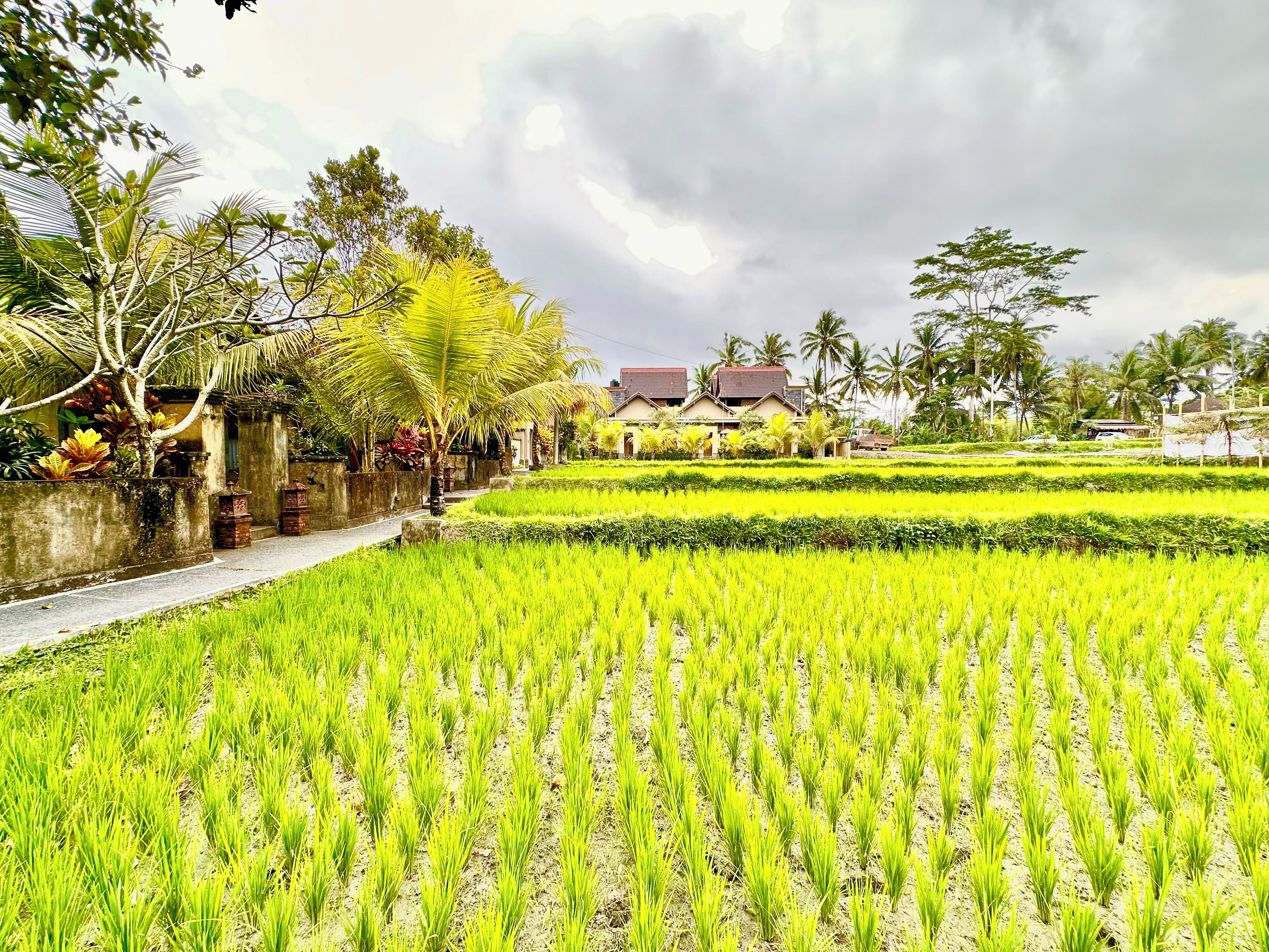 A lush green rice field with a pathway and traditional buildings in the background.