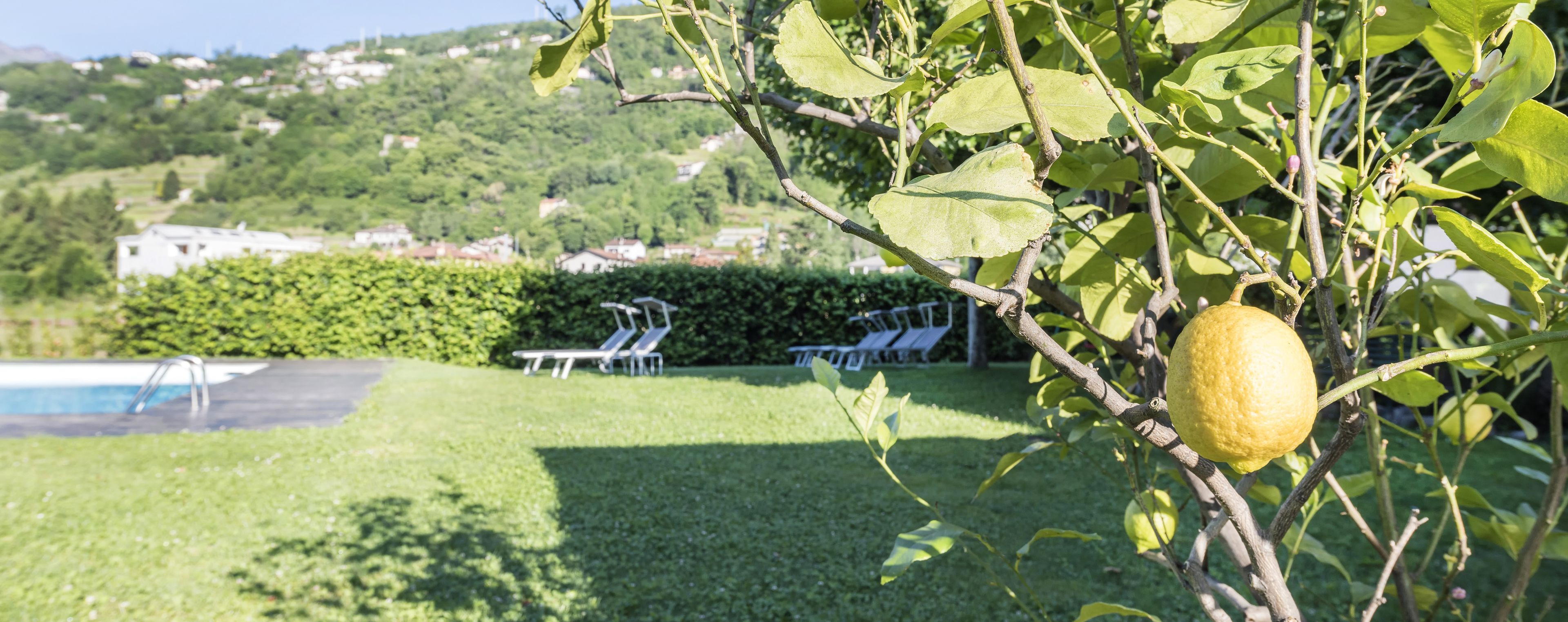 Zona junto a la piscina con vistas a una colina, un seto y un limonero con frutos.