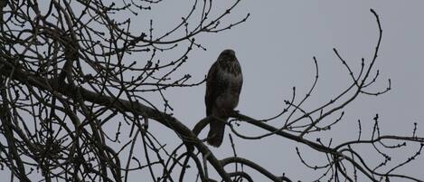 A bird perched on a branch.