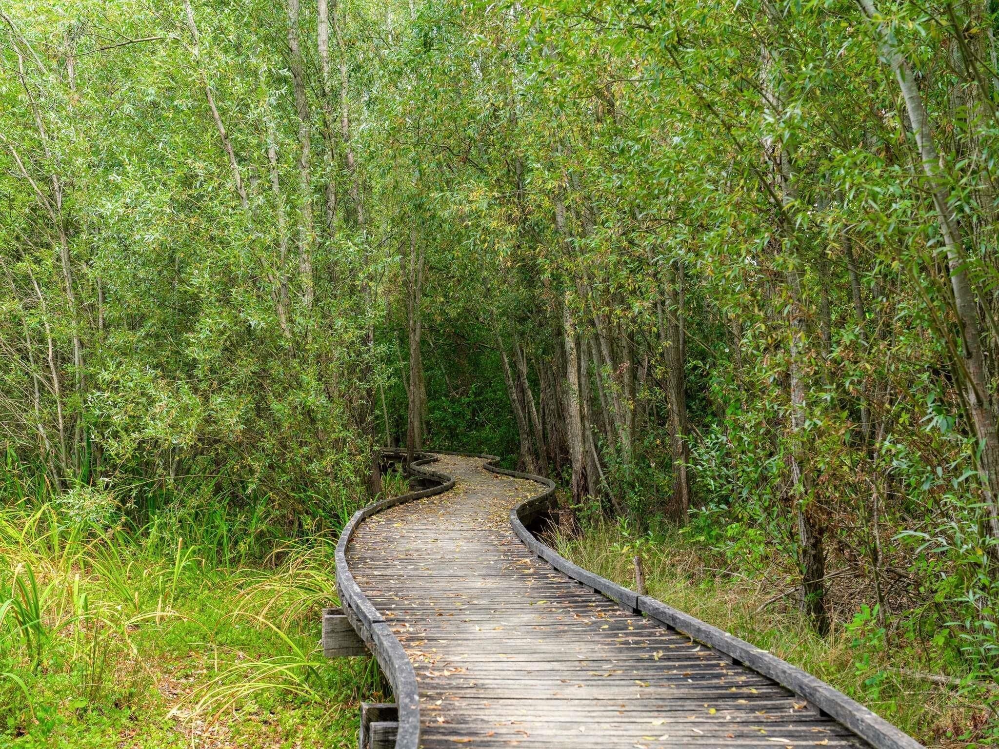 Un paseo marítimo de madera serpentea por un bosque denso.