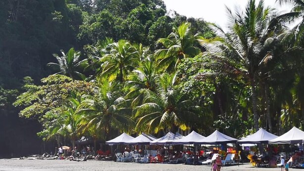 A beach with palm trees, beach chairs, and umbrellas.