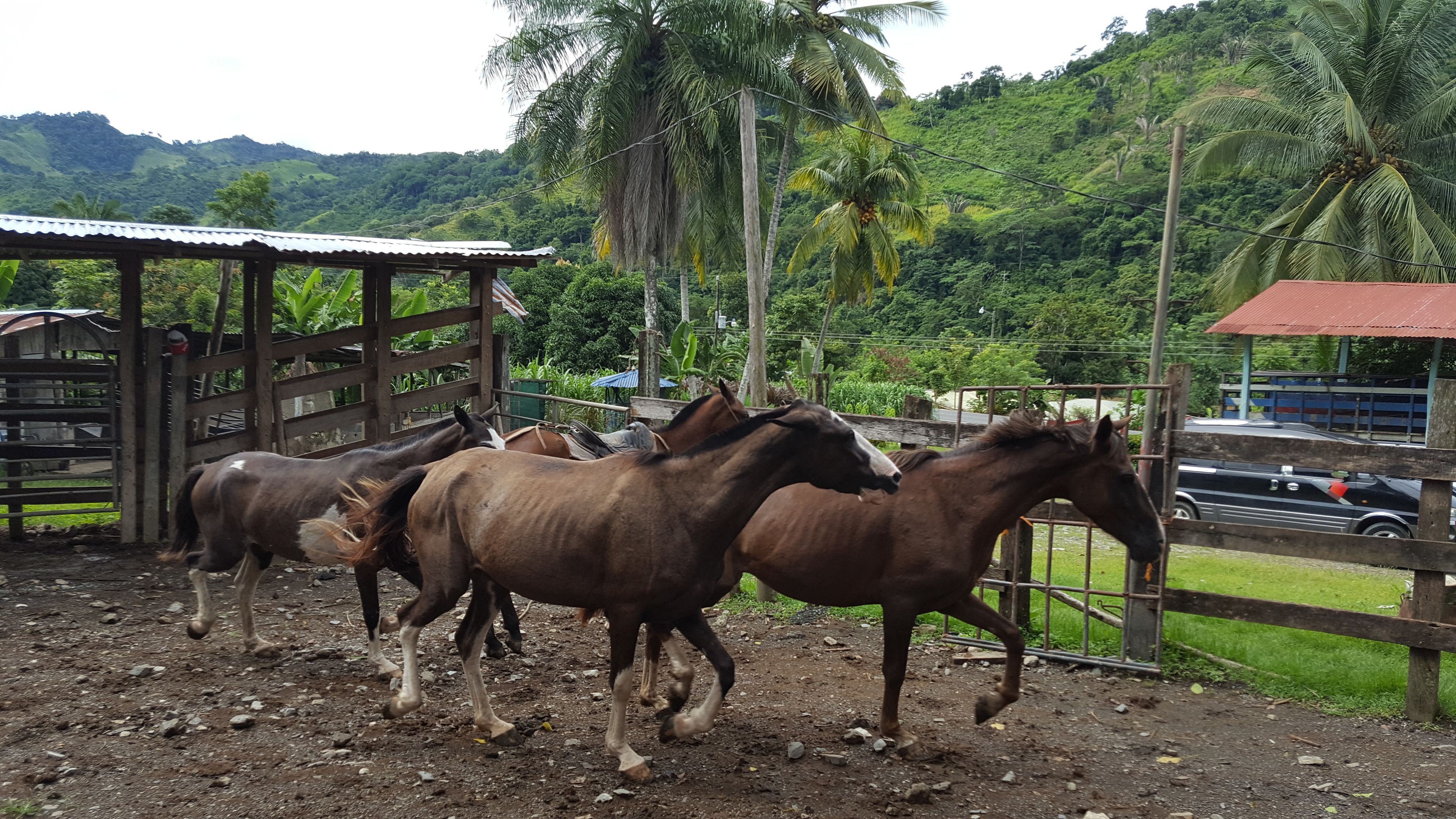 A stable with several horses.