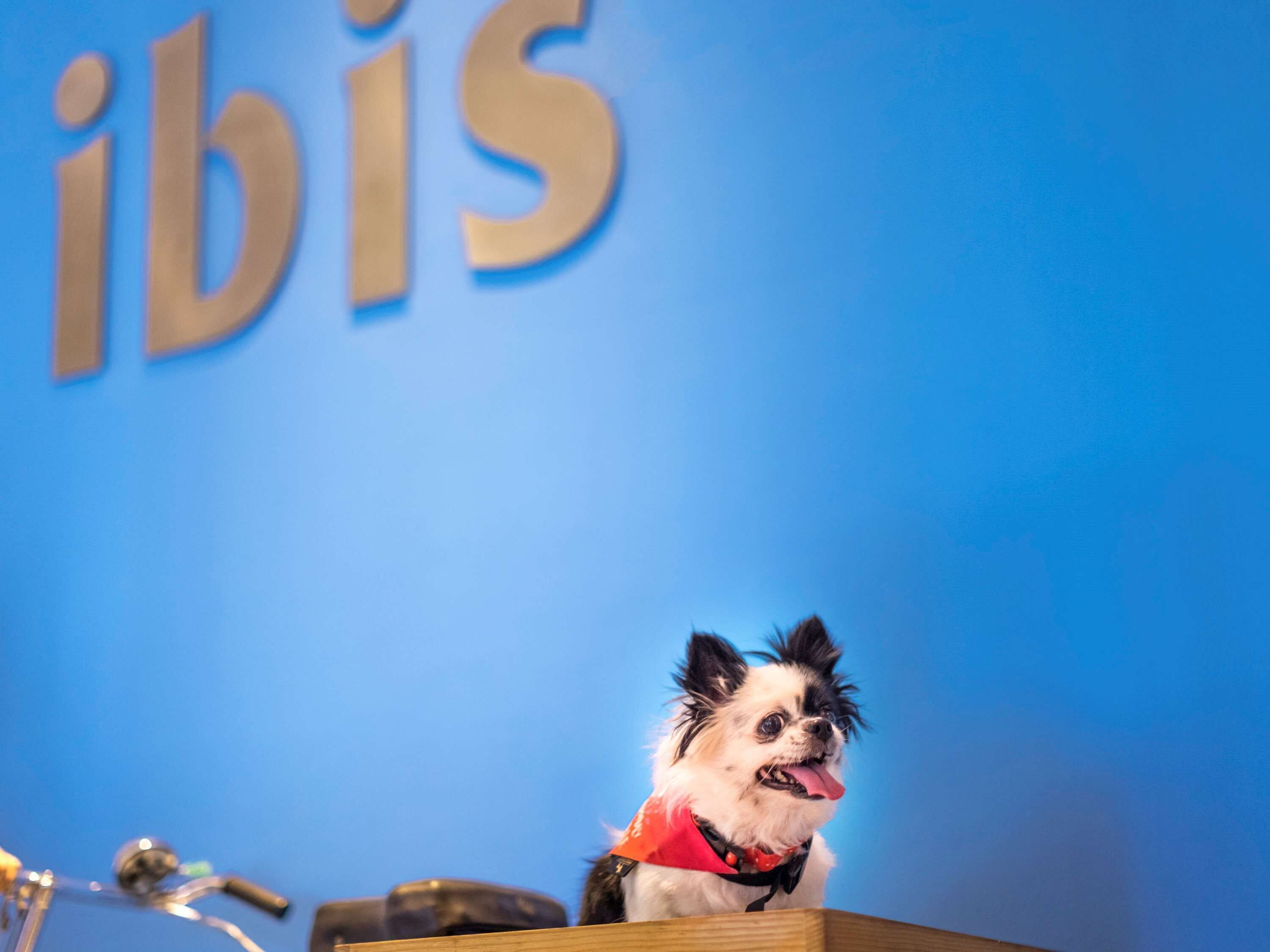 A small dog sitting on a podium with a blue background and the word "ibis" visible.