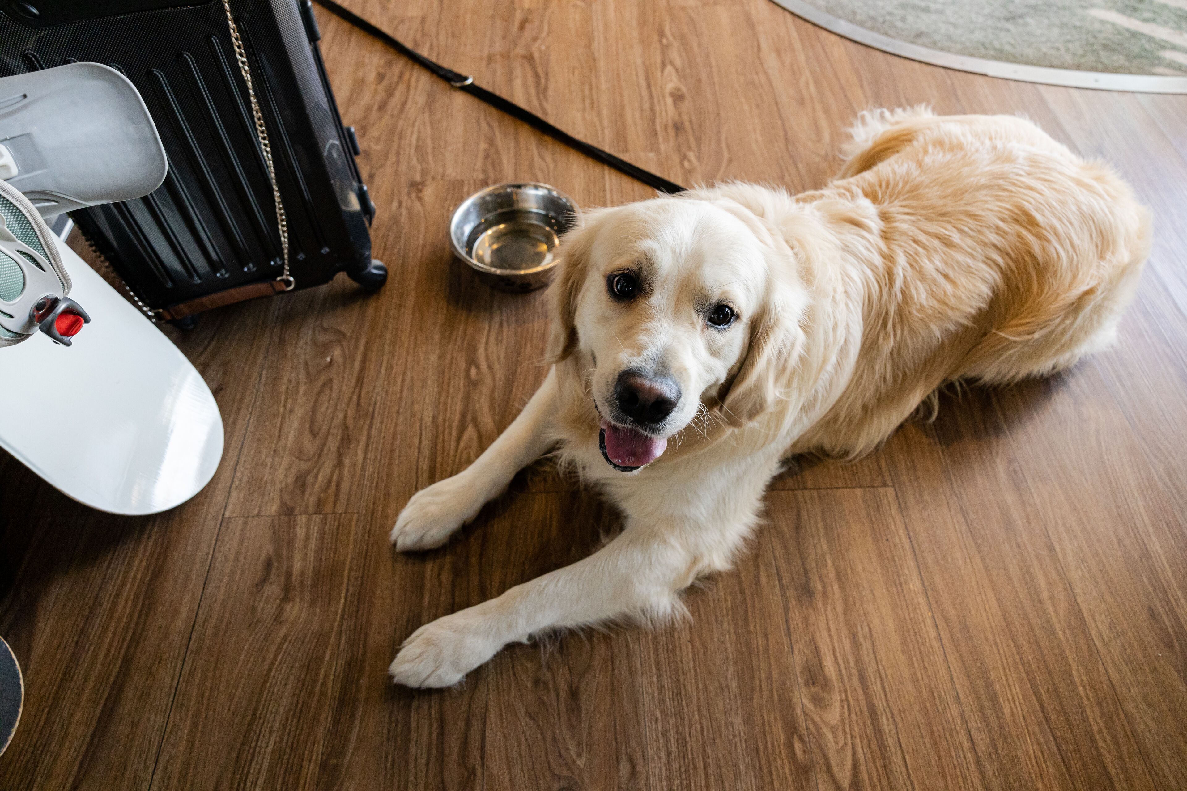 Een gouden retriever ligt op een houten vloer naast een zwarte koffer en een metalen bak.