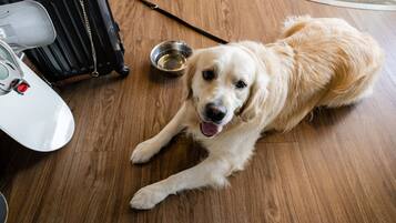 Een gouden retriever ligt op een houten vloer naast een zwarte koffer en een metalen bak.
