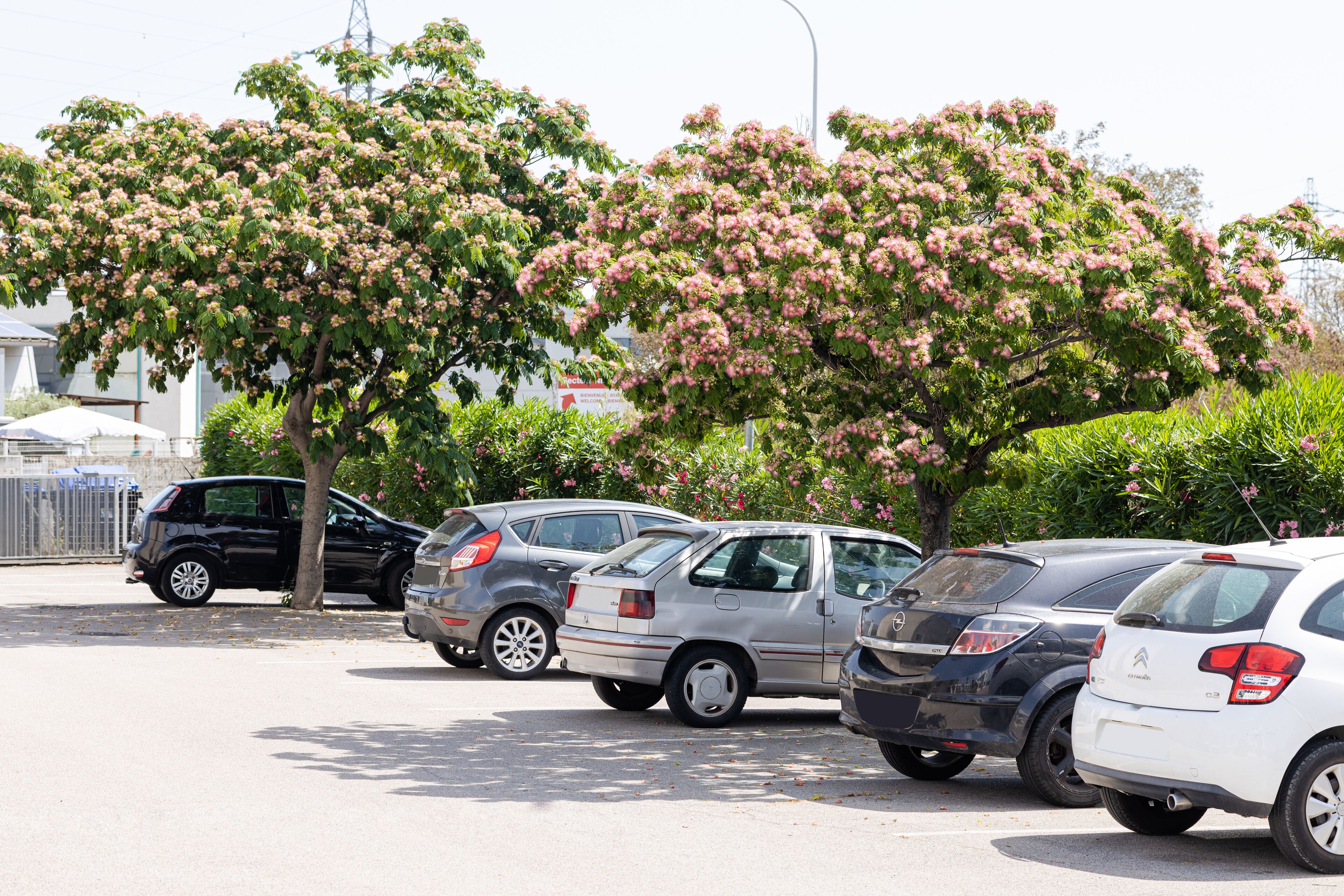 Un estacionamiento con varios autos estacionados bajo un árbol de flores rosadas.