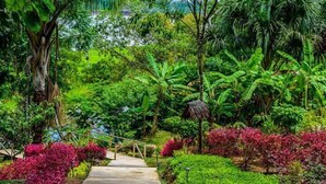 A pathway leading through a lush garden with various plants and a thatched structure. - Lakshmi Ecolodge and Holistic Spa (Nauta)