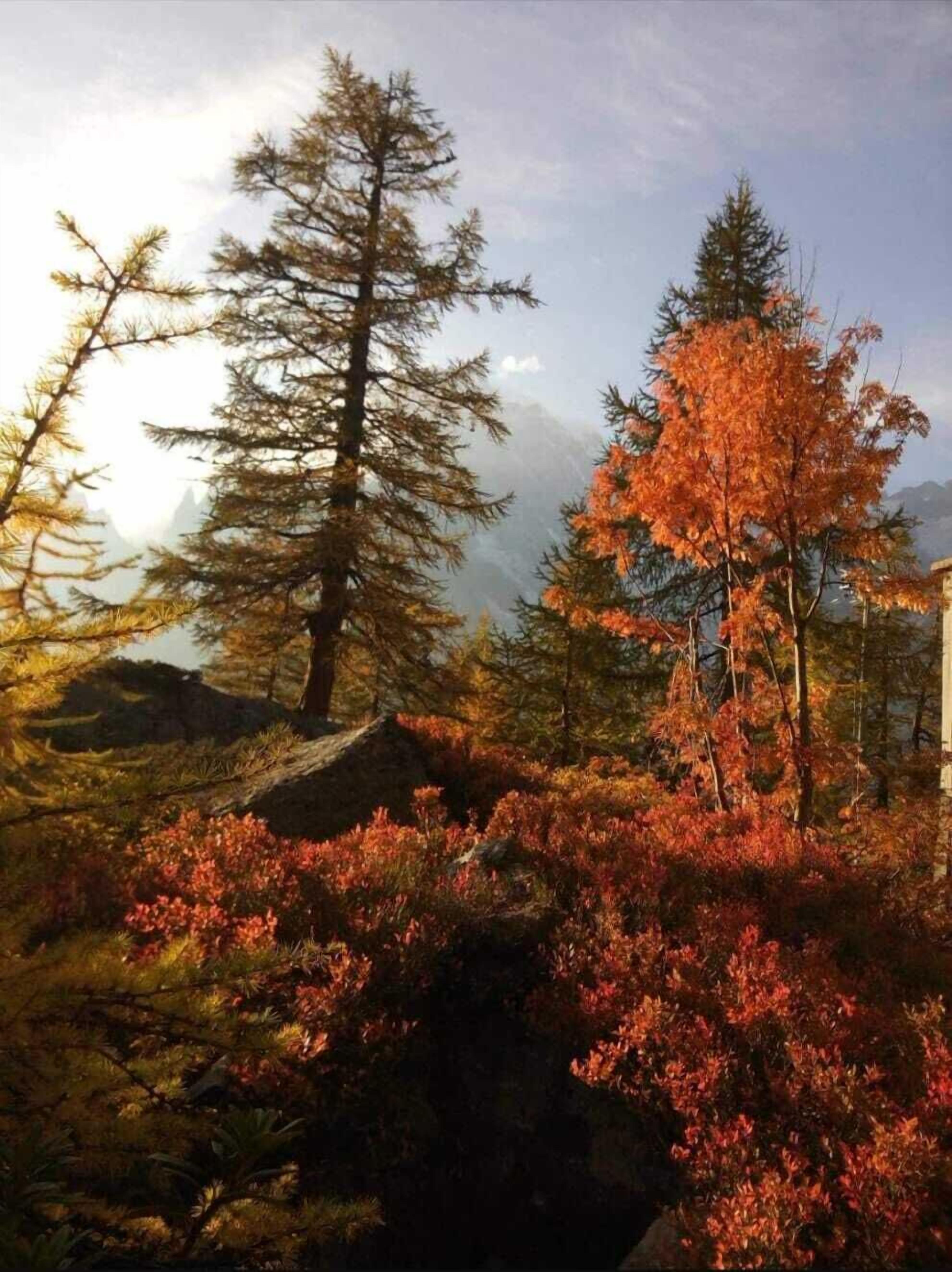 Une scène de forêt avec des arbres à feuilles persistantes et un arbre aux feuilles aux couleurs automnales.