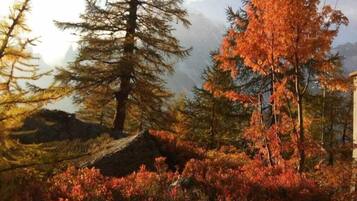 Une scène de forêt avec des arbres à feuilles persistantes et un arbre aux feuilles aux couleurs automnales.