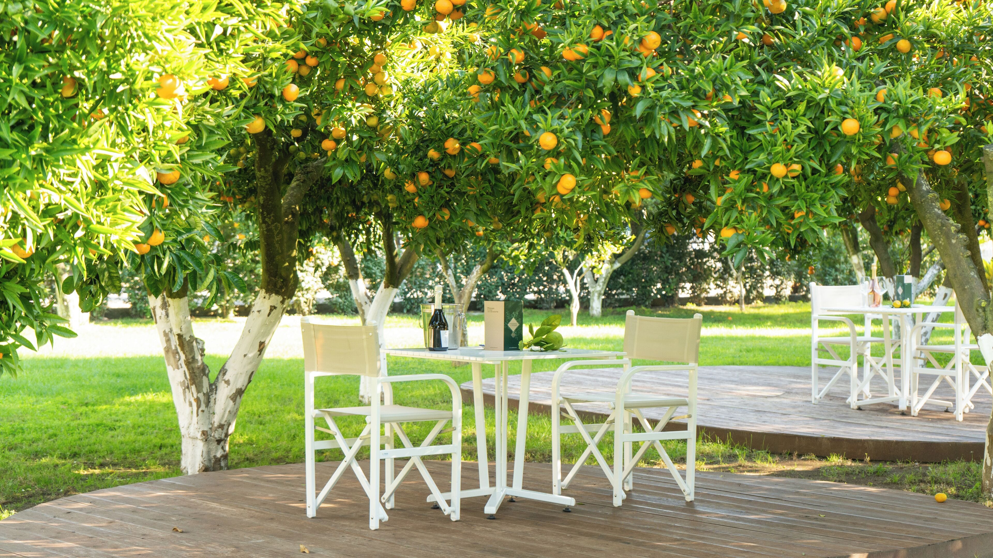 An outdoor seating area with white metal chairs and tables under a tree with ripe oranges.