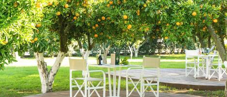 An outdoor seating area with white metal chairs and tables under a tree with ripe oranges.