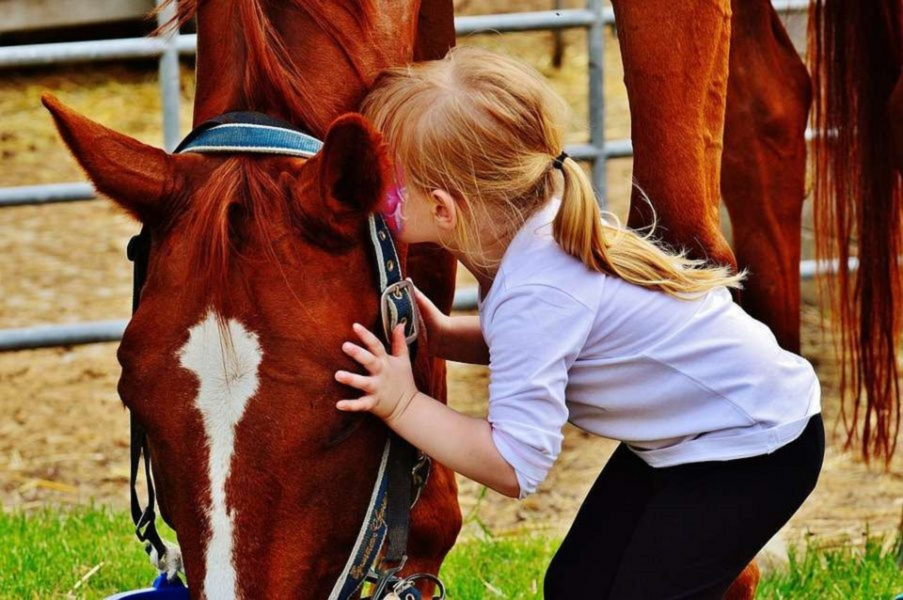 A person interacting with a horse in a fenced area.