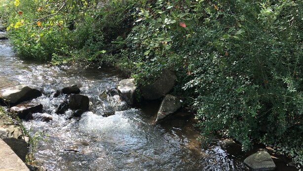 Un ruisseau qui serpente sur des rochers, entouré d’une végétation luxuriante.
