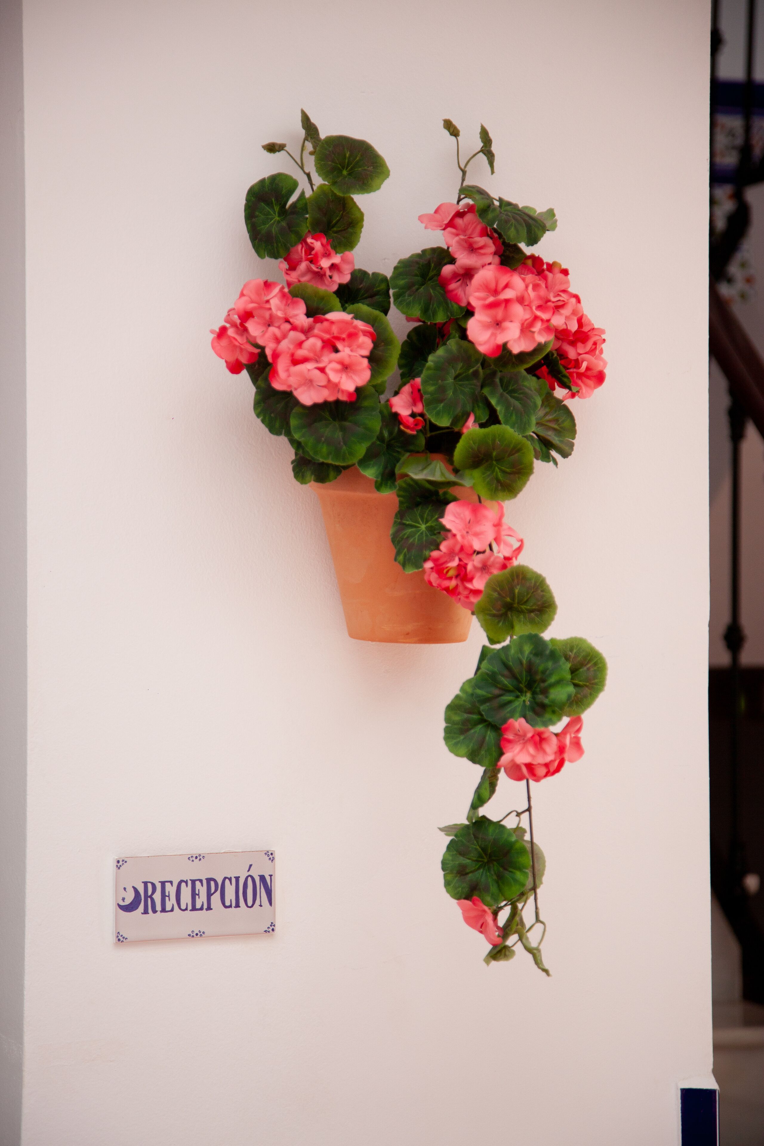 A potted plant with pink flowers and a sign that reads "RECEPCIÓN" on a white wall.