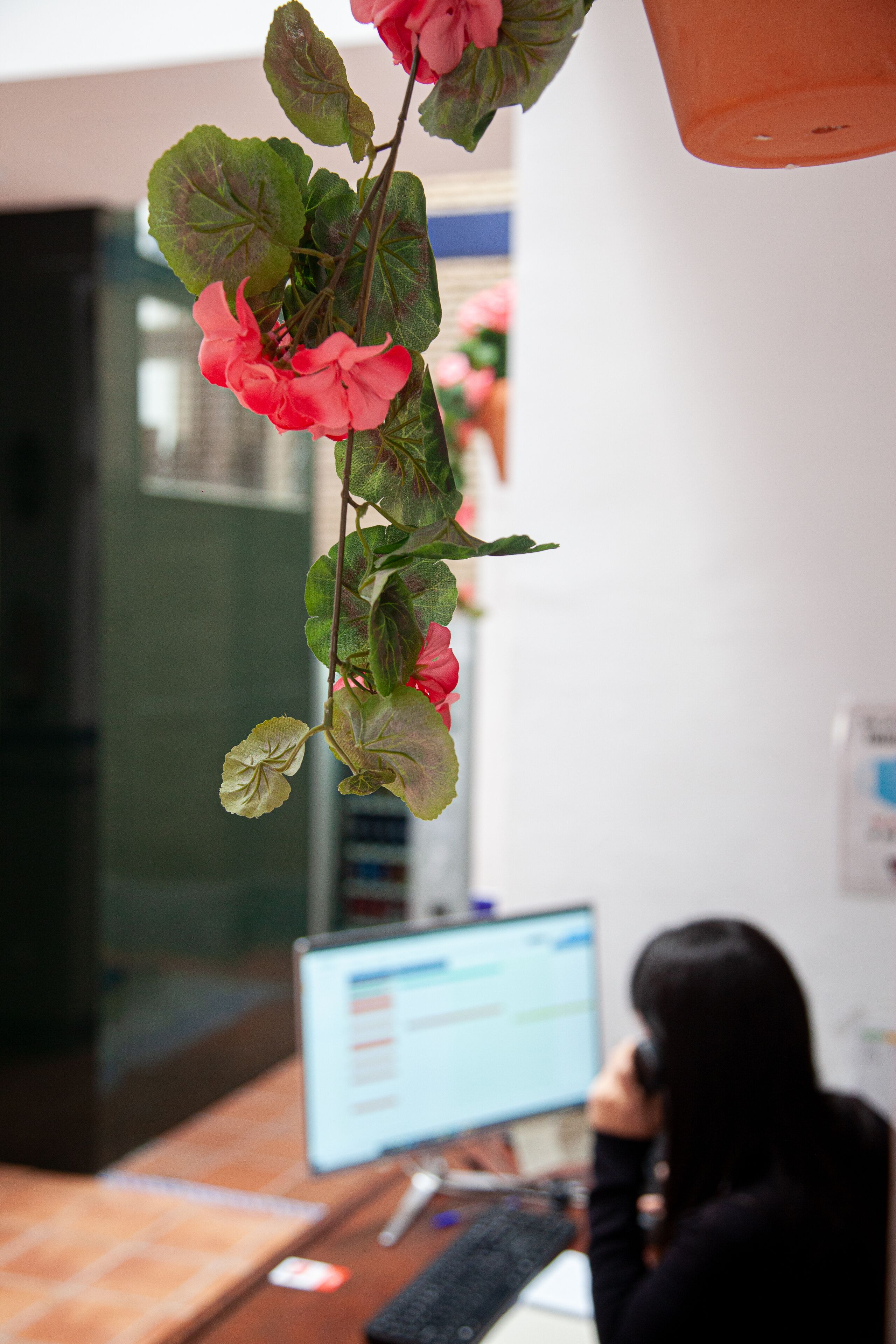 A plant with pink flowers hanging in an office setting.