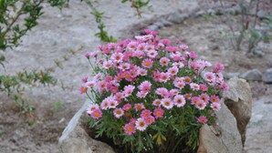 A flower arrangement in a tree stump. - Floralia (Santorini)