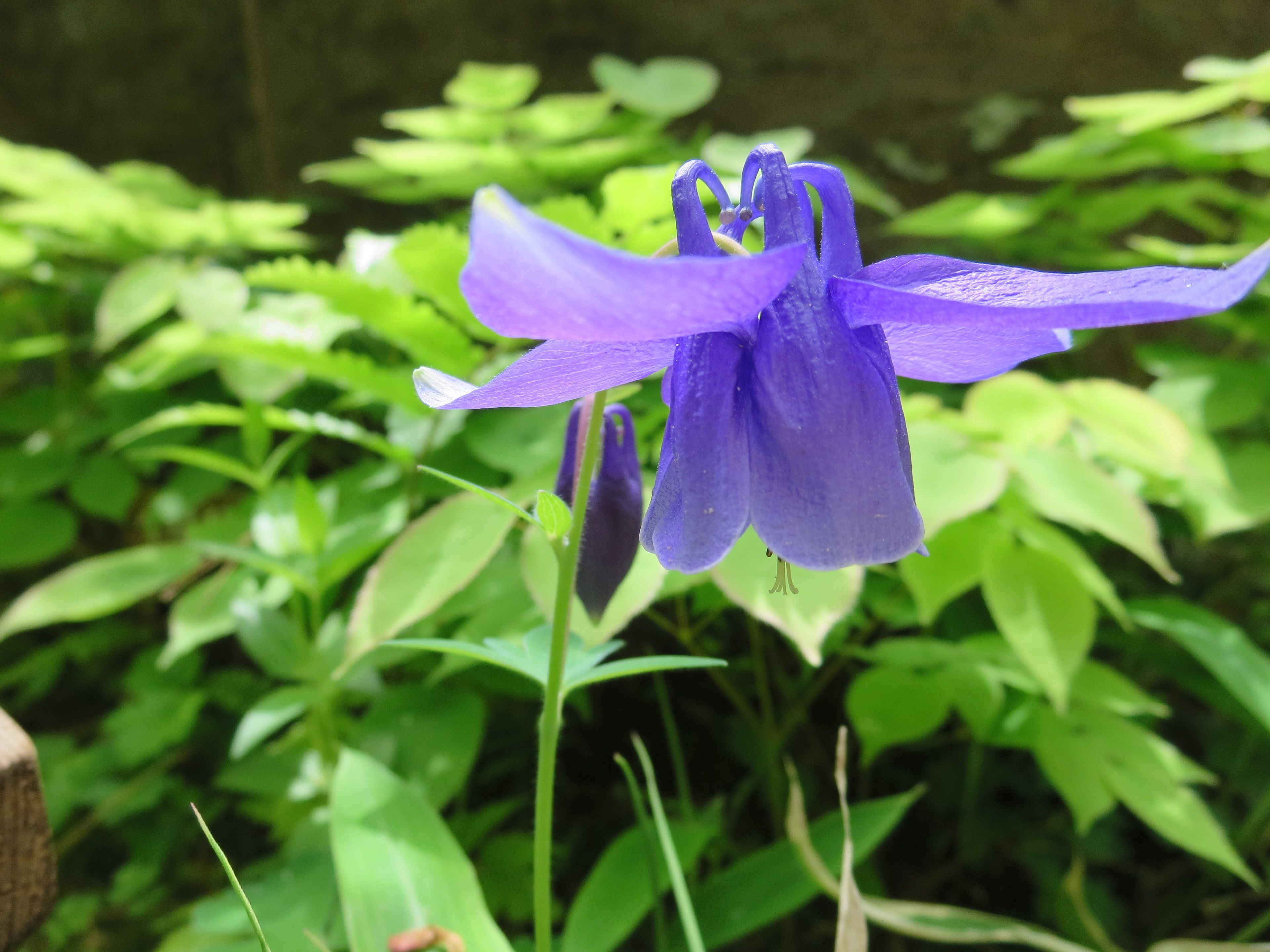 Eine einzelne, violette Blume vor einem grünen Blattwerk.
