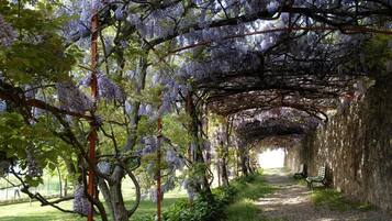 A covered walkway with purple wisteria vines, benches, and a grassy path.