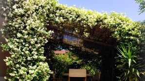 A garden with a pergola covered in flowering vines, a wooden table, and a chair under the structure. - Le Pinette Bed and Breakfast (Ameglia)