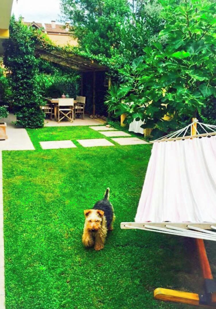 A dog walking on a green lawn with a white tent in the background.