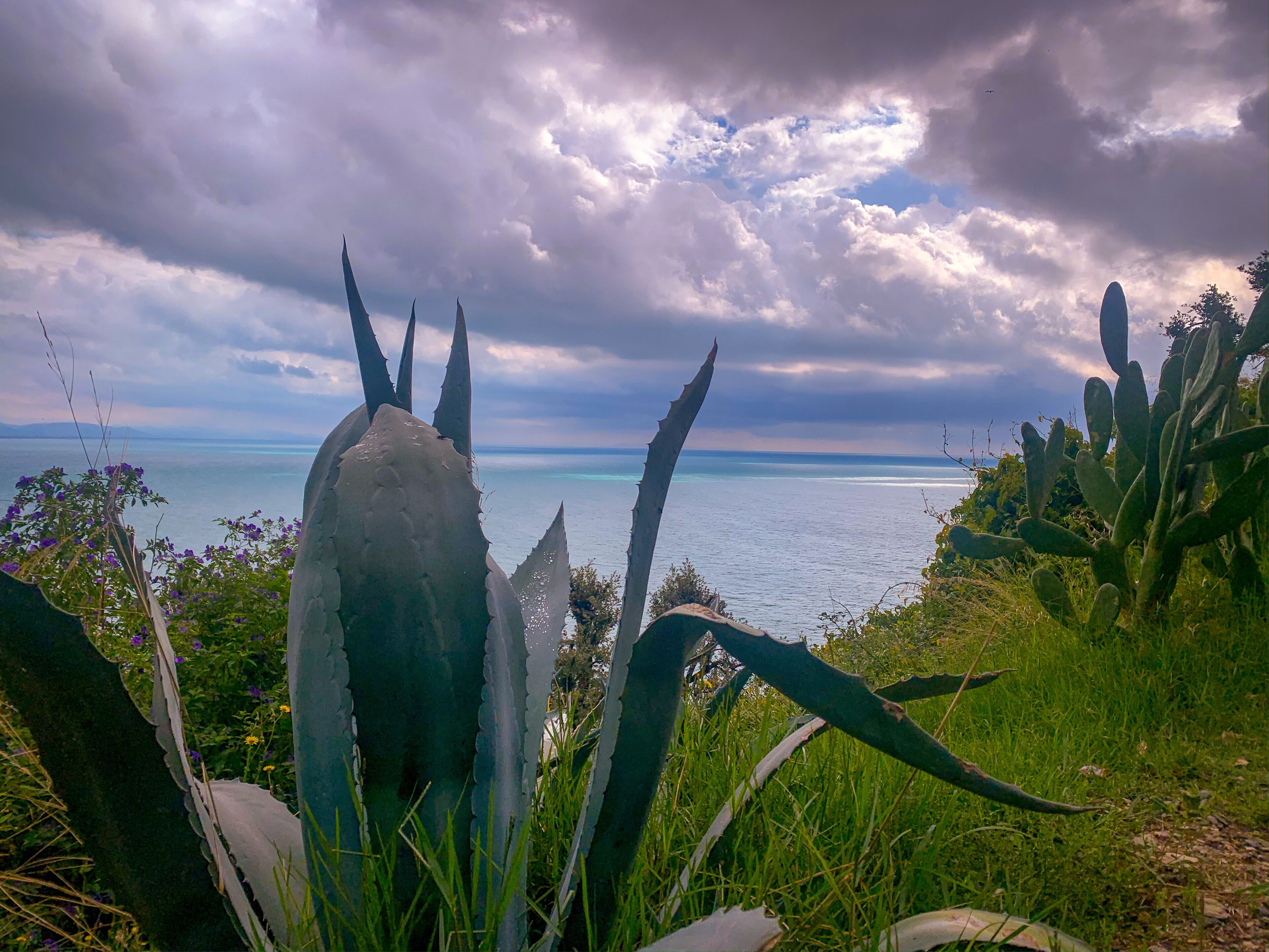 Paisaje costero con vista al mar, con cactus y flores silvestres.