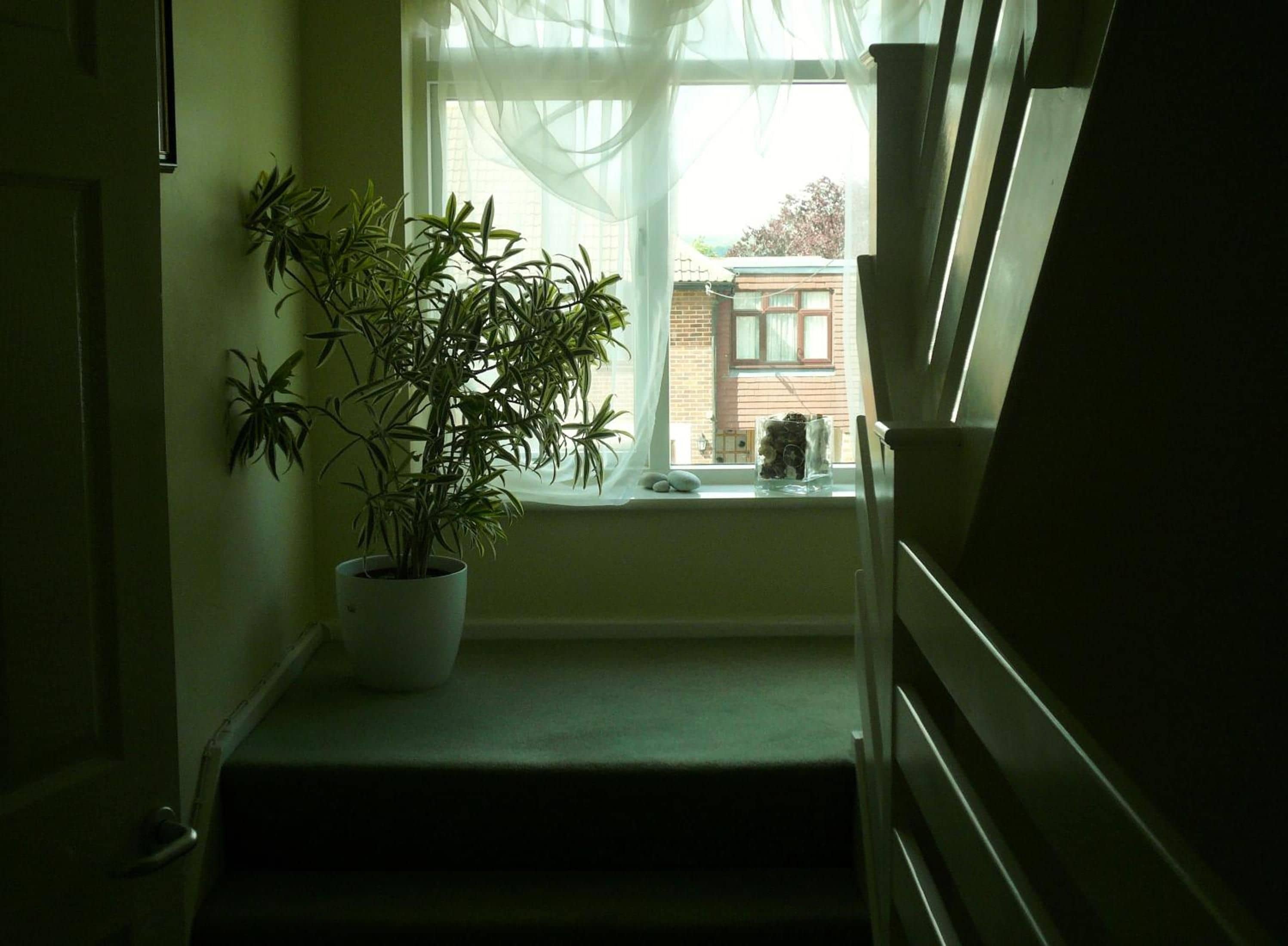 A staircase leading to a landing with a potted plant on the landing.