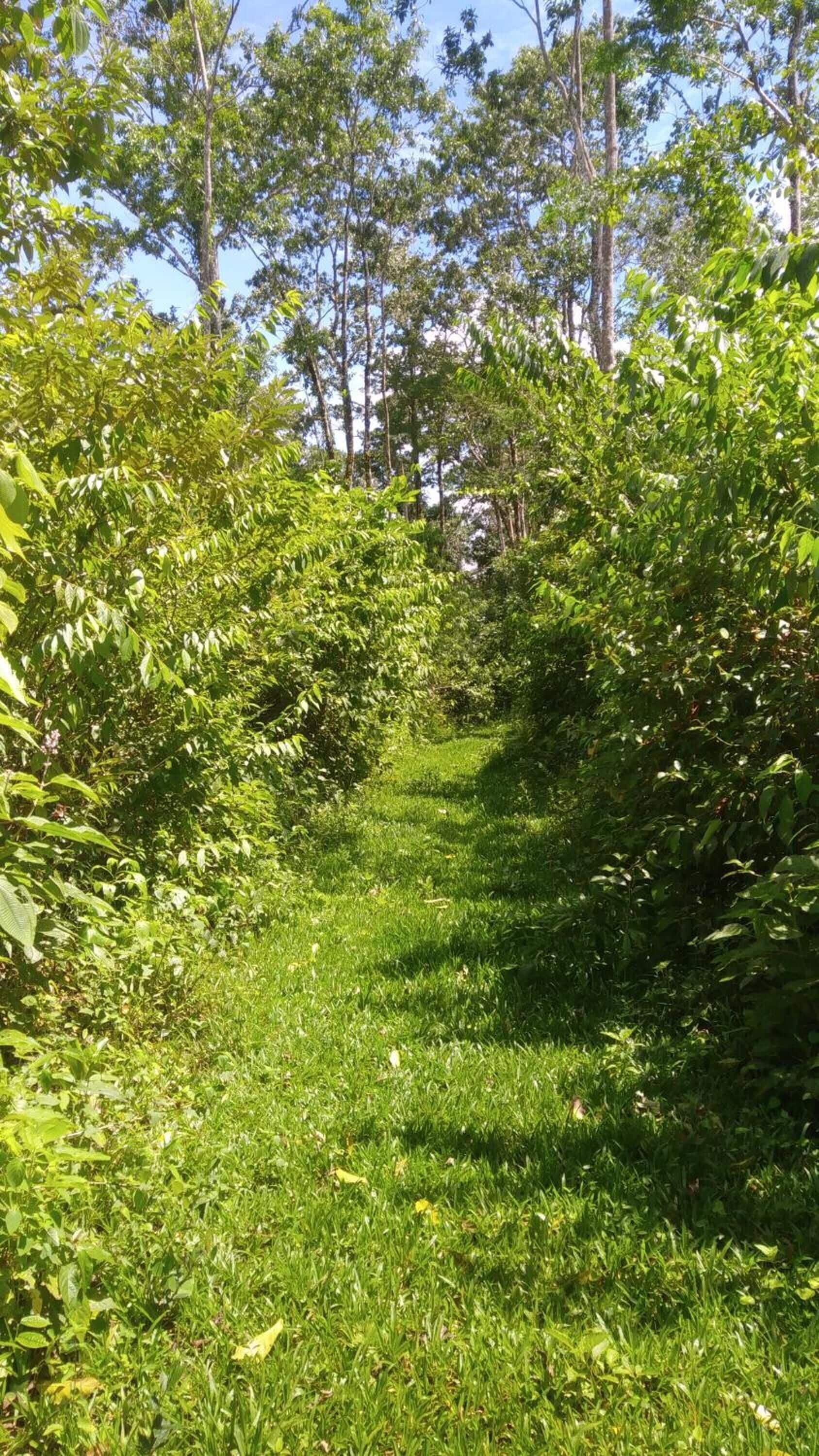 A narrow, grassy path flanked by dense foliage and trees, leading into a forested area.