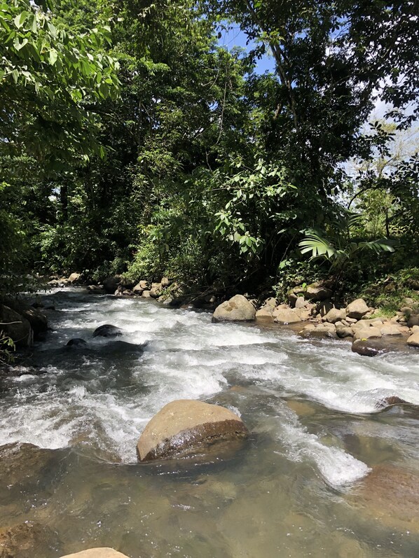 A river flowing through a forest with rocks and dense foliage. - Santa Maria Volcano Lodge (Guayabo)