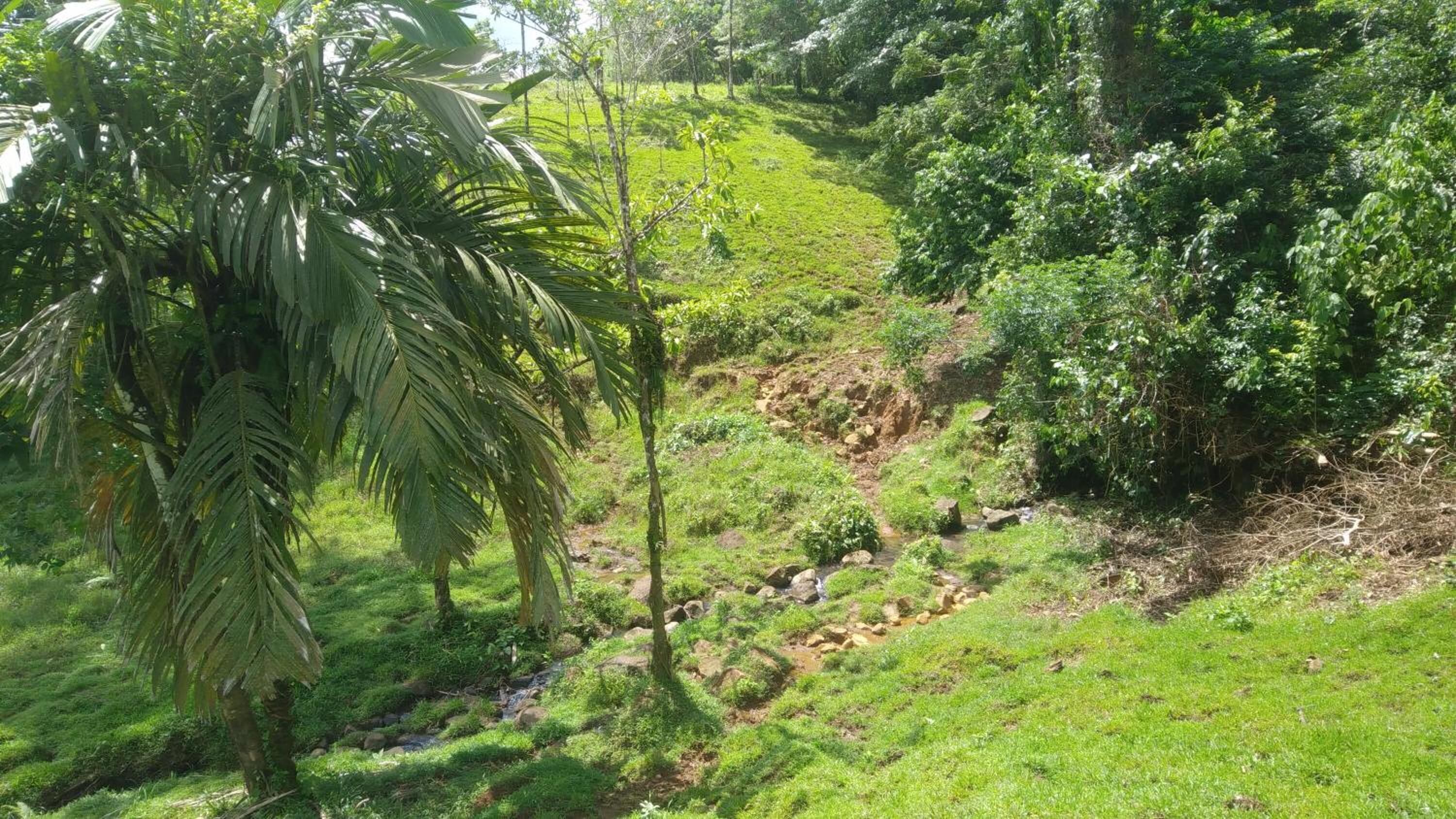 A lush green landscape with a small stream, palm trees, and dense foliage.