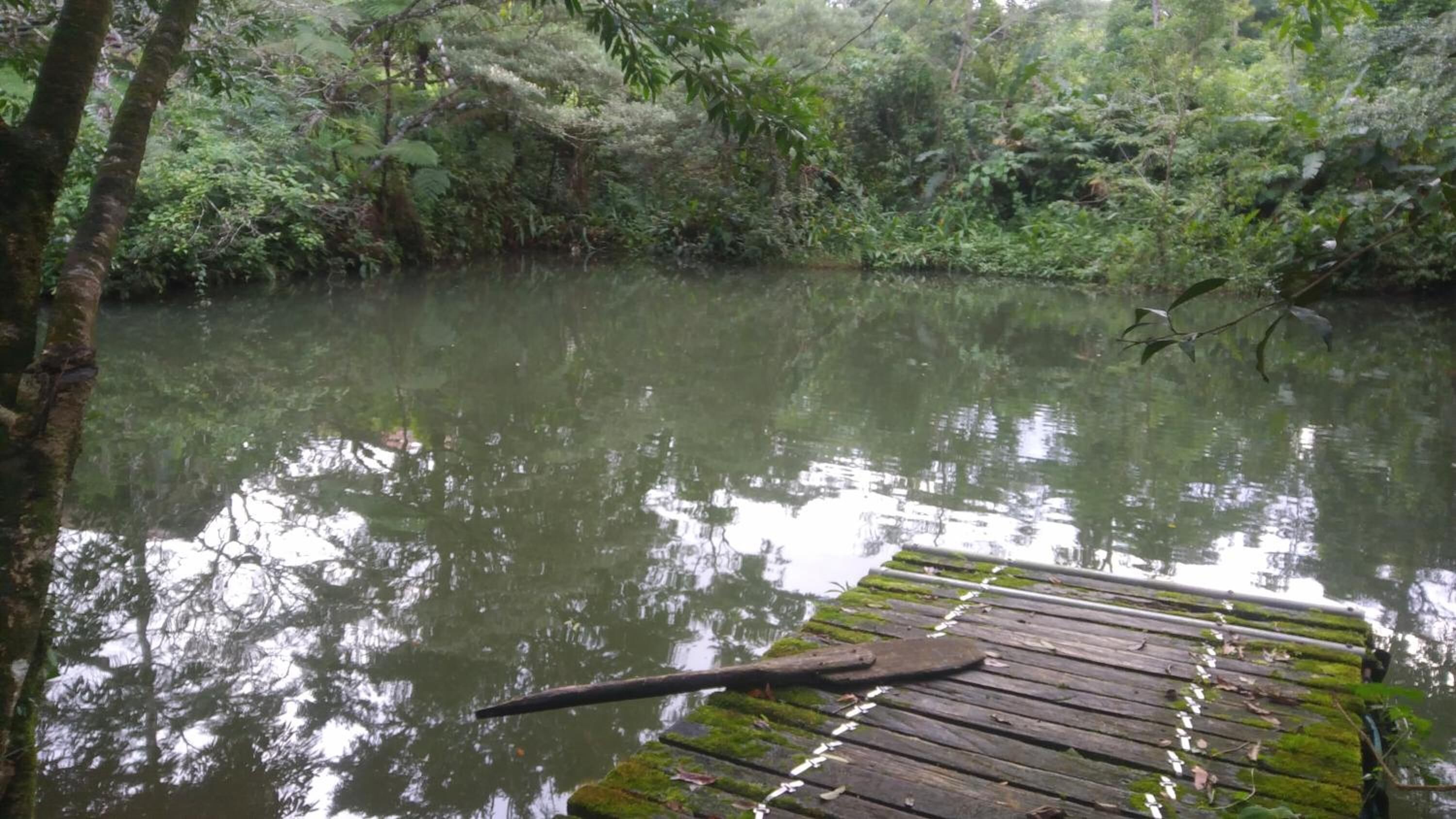 Un muelle de madera que se adentra en un río tranquilo rodeado de abundante vegetación.