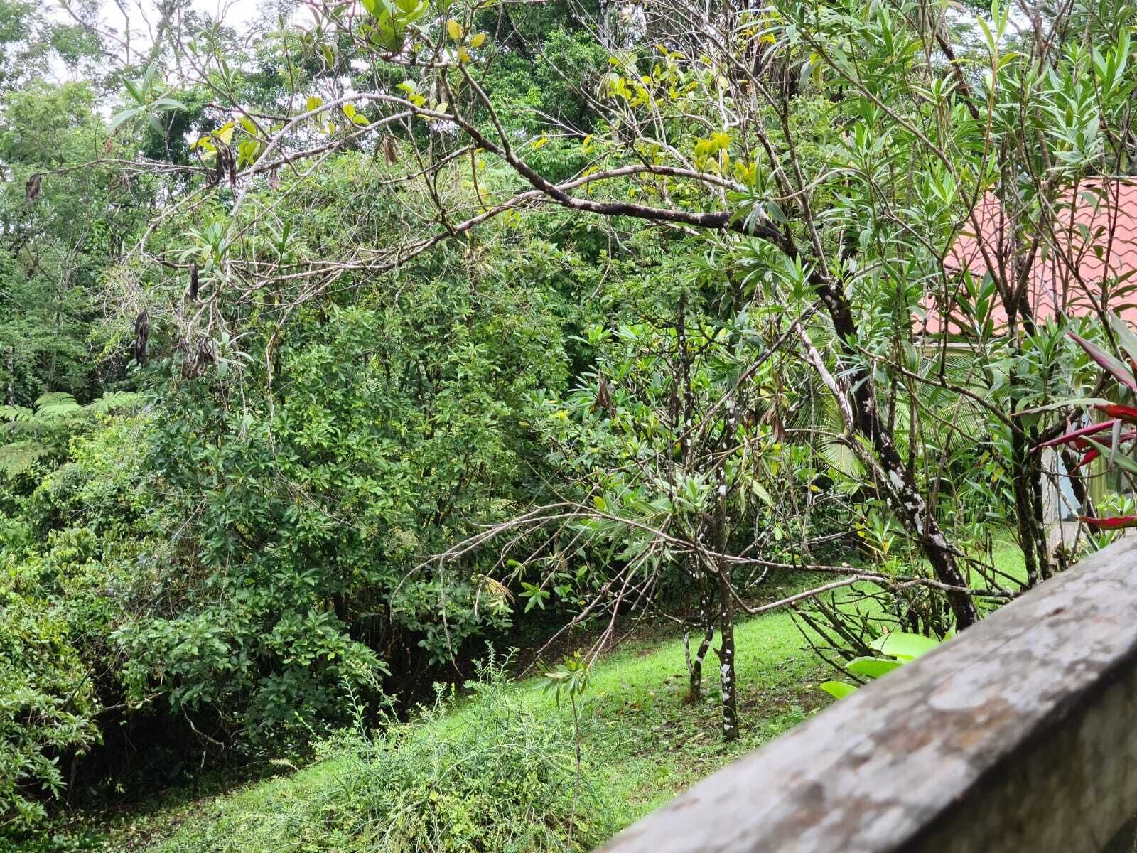 Un jardin luxuriant, verdoyant, avec un feuillage dense et un mur de pierre.