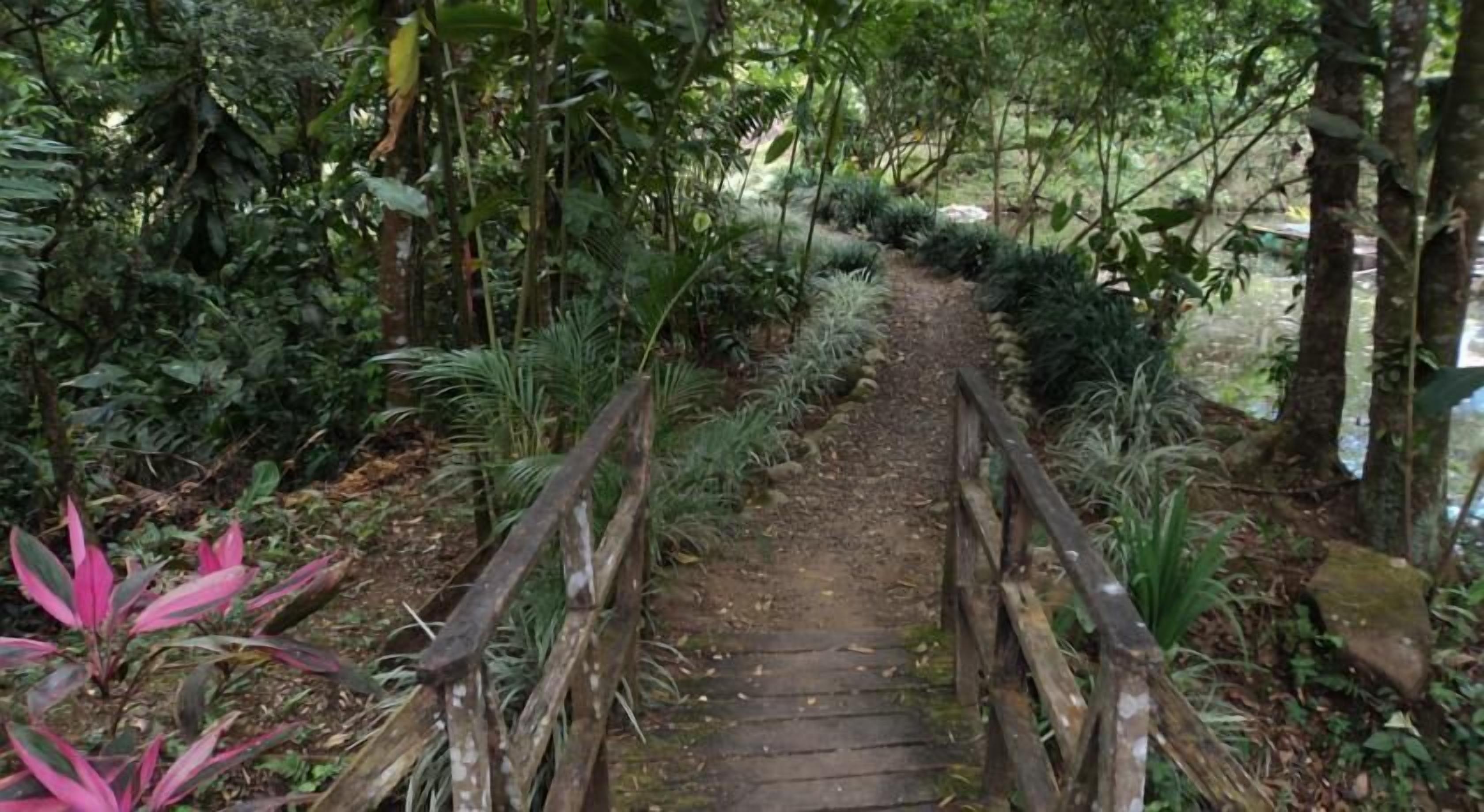 A wooden pathway with a wooden railing leading through a lush, green forest.
