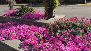 A flower bed with pink flowers and a small metal structure. - Overlander Motel (Chase)