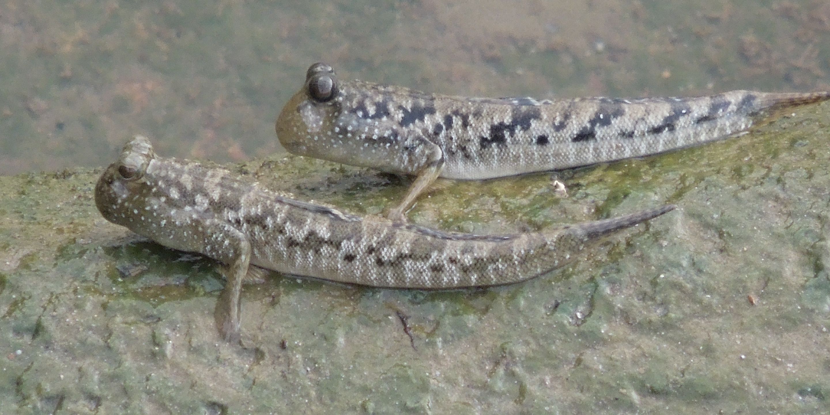 Two lizards on a rock surface.