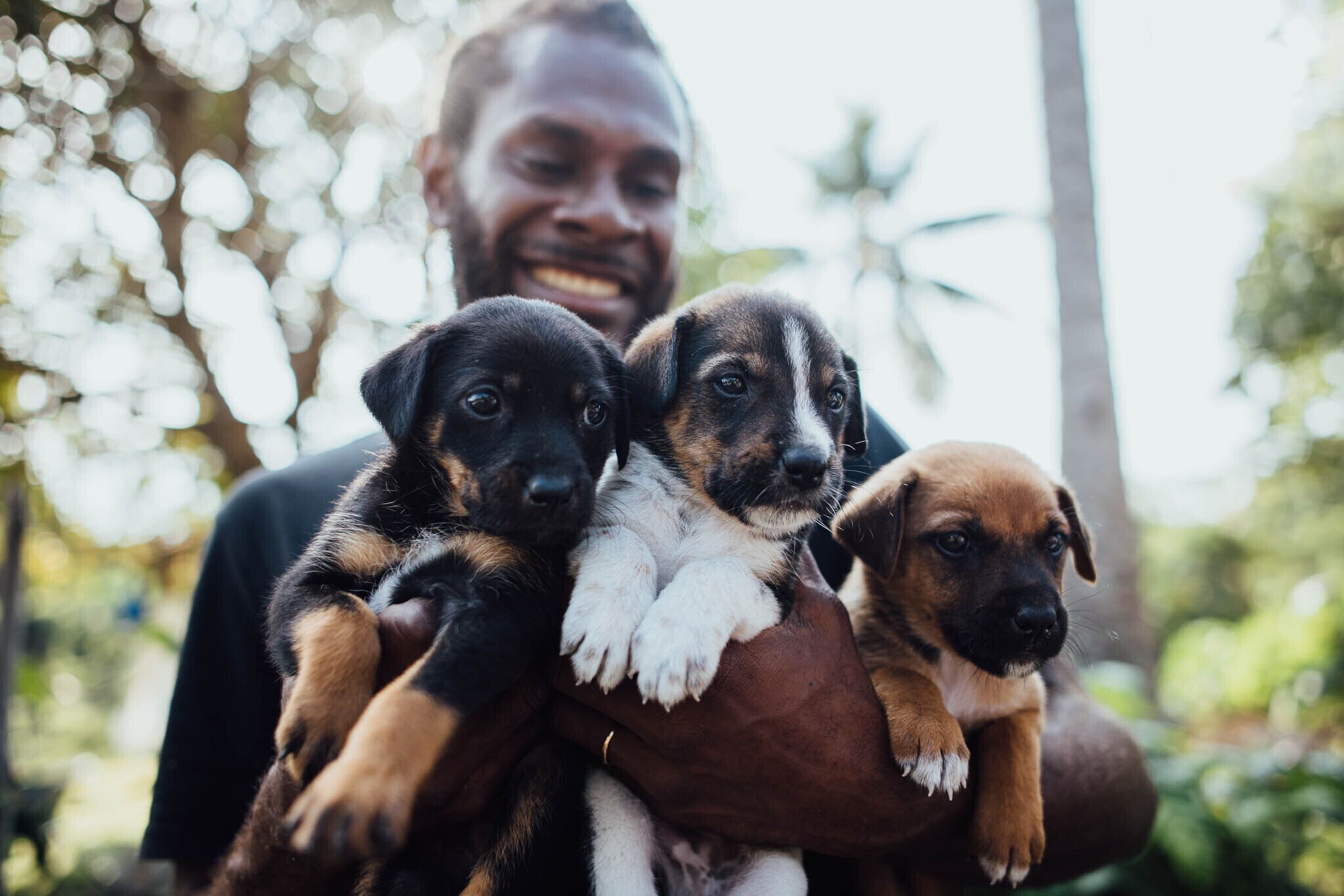 A person holding three puppies.