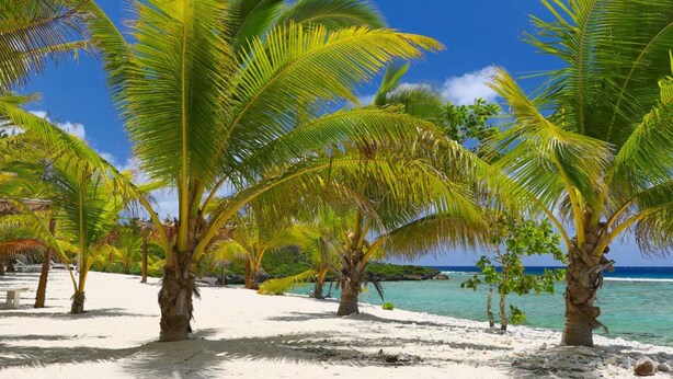A beach with palm trees and a clear blue sky.