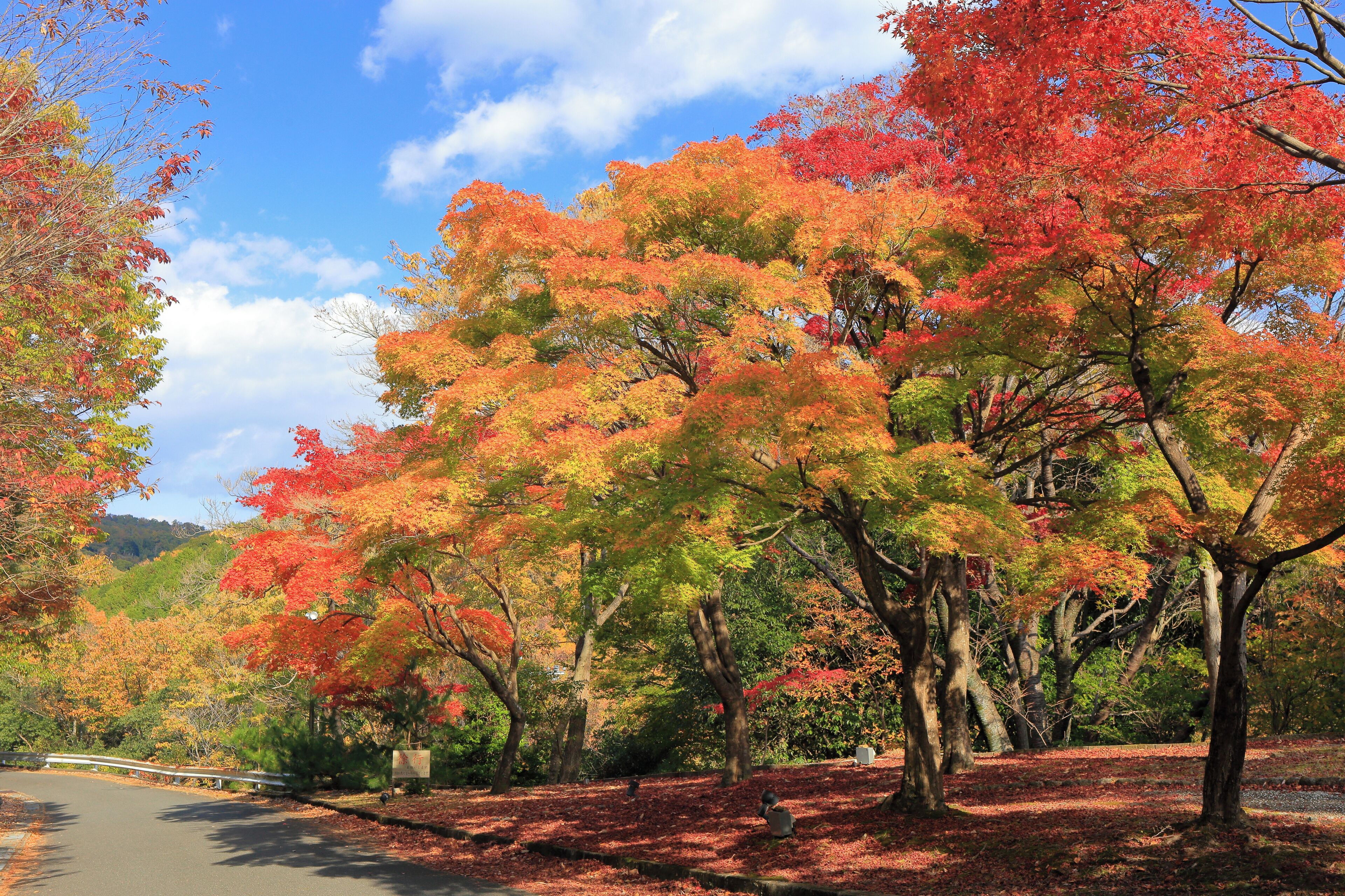 A pathway surrounded by trees with autumn foliage.