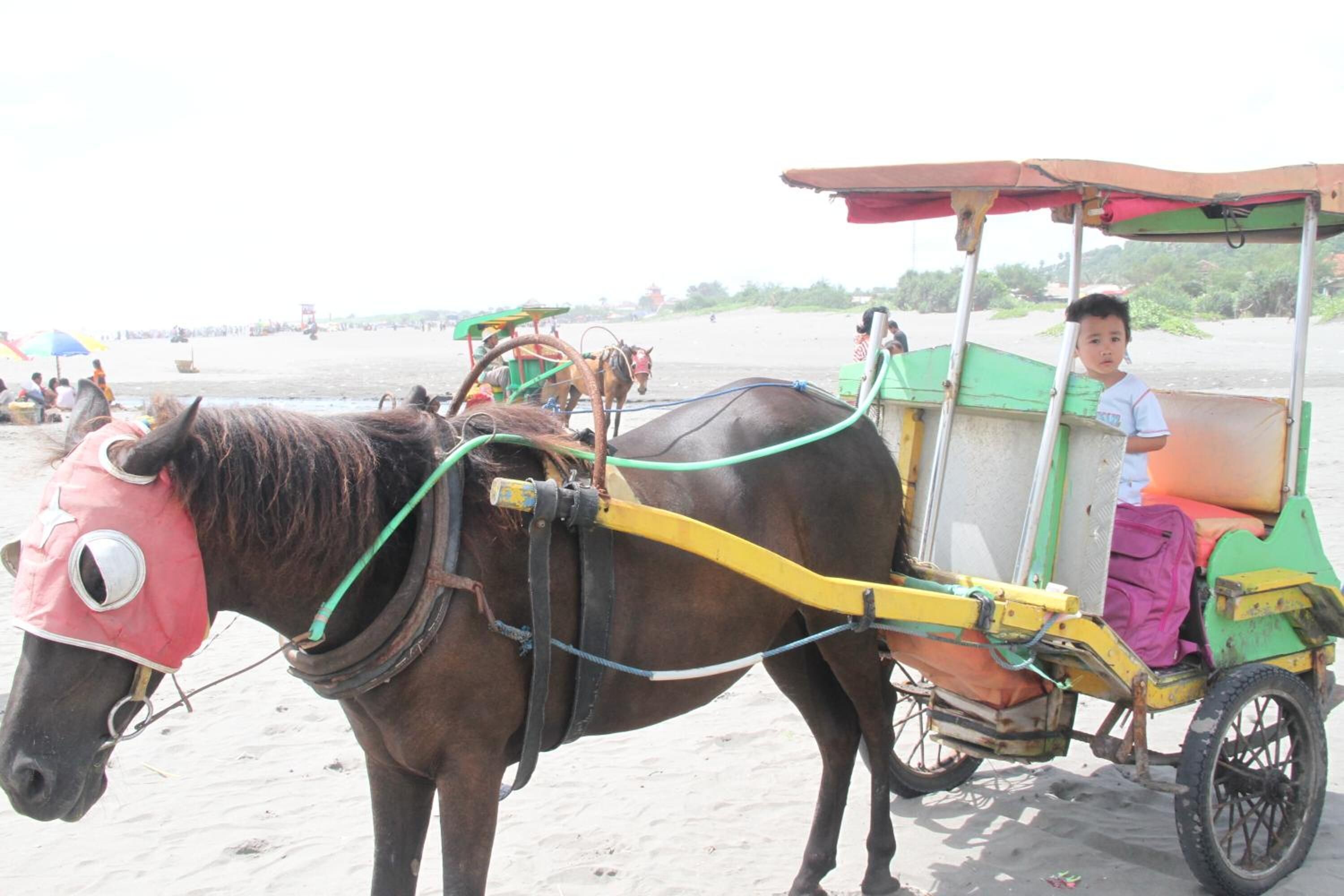 A horse-drawn cart with a person seated, a horse with a red head covering, and a beach setting in the background.