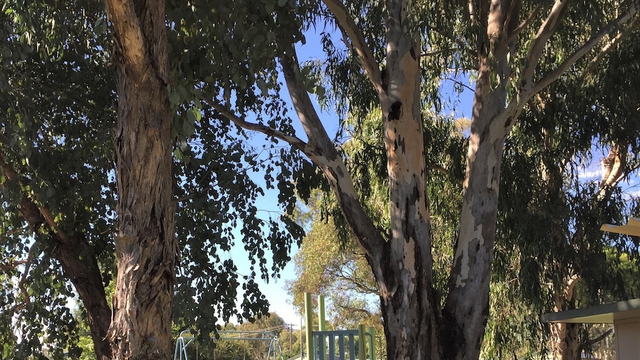 Junee Tourist Park