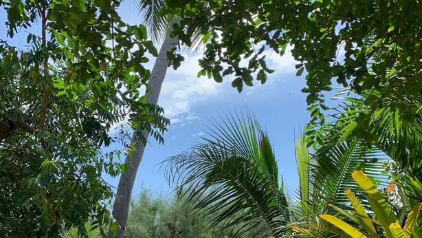 A pathway leading to a beach with palm trees and greenery. - 155 SalaCoco (Bang Saphan)