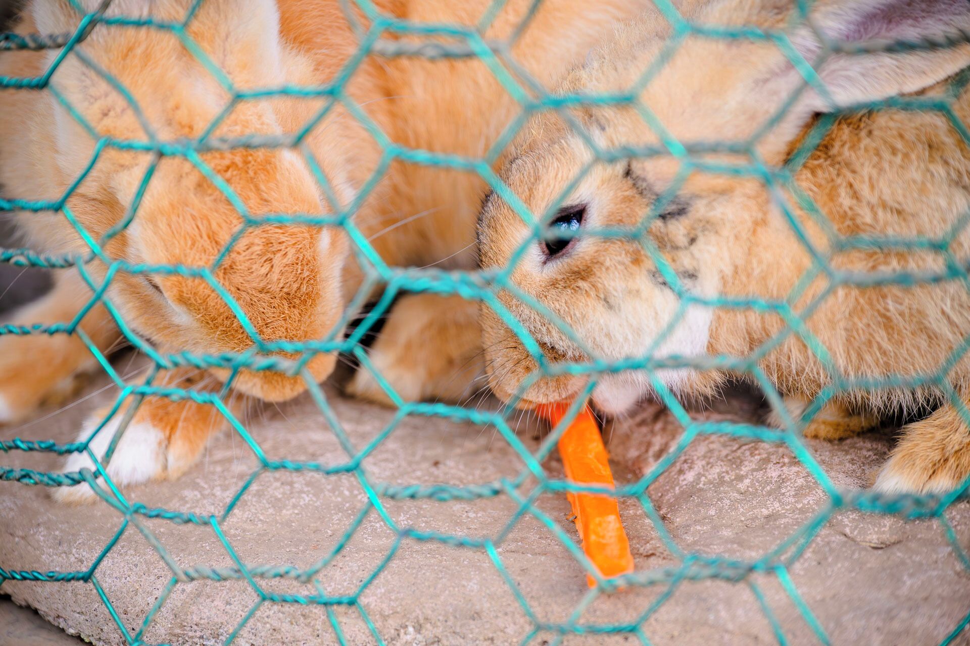 children’s activities