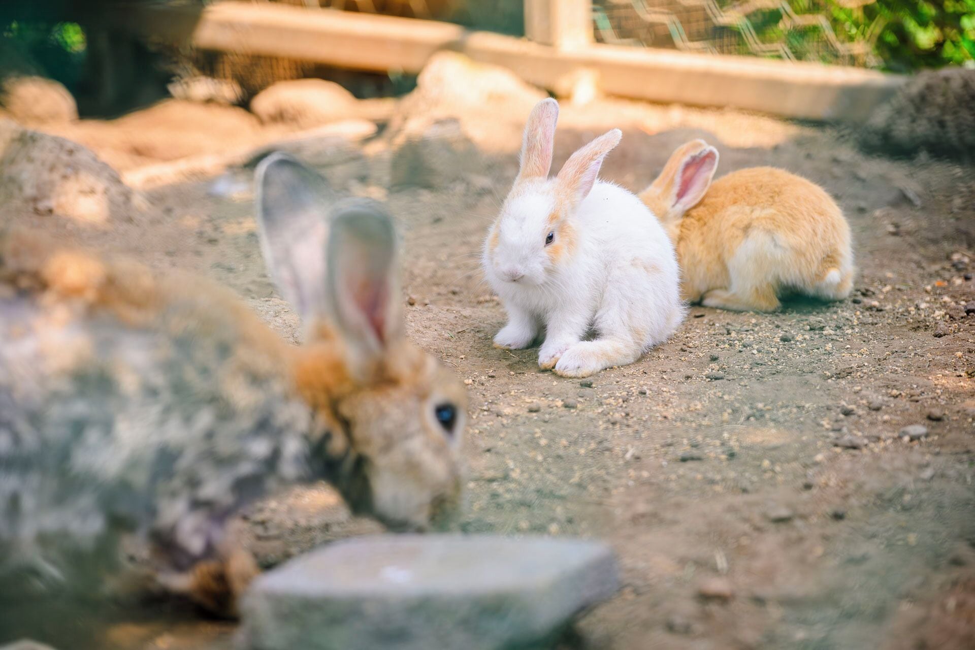 children’s activities